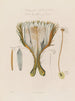 Anatomie van de grootbloemige cactus of cérus nocturne - Robert John Thornton — weergave van het kunstwerk