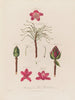 Anatomie du rhododendron pontique - Robert John Thornton — weergave van het kunstwerk