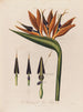 Anatomie van de koningin der bloemen - Robert John Thornton — weergave van het kunstwerk