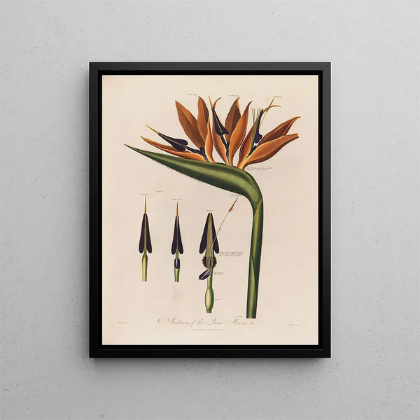 Robert John Thornton - Anatomy of the Queen Flower.webp