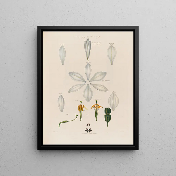 Robert John Thornton - Anatomy of the White Lily.webp