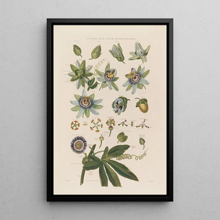 Robert John Thornton - Anatomy of the blue passion flower.webp
