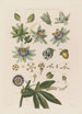 Anatomie van de blauwe passiebloem - Robert John Thornton — weergave van het kunstwerk
