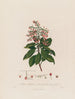 Arbutus andrachne of oosterse abrikoosboom - Robert John Thornton — weergave van het kunstwerk