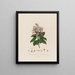 Arbutus andrachne of oosterse abrikoosboom - Robert John Thornton — ingelijst kunstwerk aan de muur