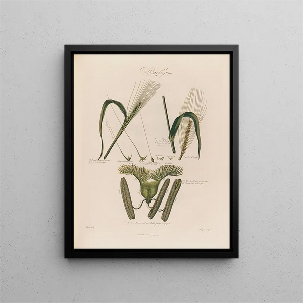 Robert John Thornton - Barley.webp