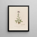 Cardamine pratensis or meadowsweet - Robert John Thornton — framed artwork on a wall