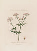 Chaerophyllum Sylvestre ou Cerfeuil sauvage - Robert John Thornton — weergave van het kunstwerk