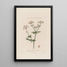 Chaerophyllum Sylvestre ou Cerfeuil sauvage - Robert John Thornton — ingelijst kunstwerk aan de muur