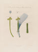 Fleur de chicorée - Robert John Thornton — weergave van het kunstwerk