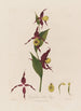 Cypripedium Sabot de Vénus - Robert John Thornton — weergave van het kunstwerk