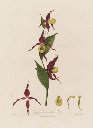 Robert John Thornton - Cypripedium Ladies Slipper.webp
