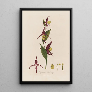 Robert John Thornton - Cypripedium Ladies Slipper.webp