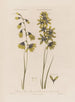 Ixia vert Ixia vert spectaculaire ou Tacheté - Robert John Thornton — artwork view