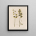 Ixia vert Ixia vert spectaculaire ou Tacheté - Robert John Thornton — framed artwork on a wall