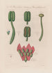 Hyoscyamus et Mézéréon - Robert John Thornton — weergave van het kunstwerk