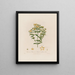Hypericum perforatum ou millepertuis perforé - Robert John Thornton — framed artwork on a wall