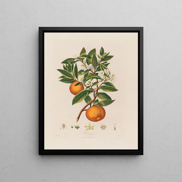Robert John Thornton - Orange.webp