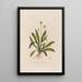 Plantago lanceolata of Lanceolata plant - Robert John Thornton — ingelijst kunstwerk aan de muur