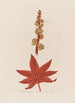 Ricinus communis ou Palma Christi commun - Robert John Thornton — weergave van het kunstwerk