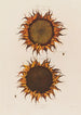 Zonnebloem rijp - Robert John Thornton — weergave van het kunstwerk