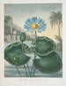 De blauwe Egyptische waterlelie - Robert John Thornton — weergave van het kunstwerk