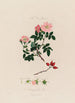 L'églantier Anatomy of the Rose - Robert John Thornton — artwork view
