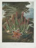 Le Stapelia porteur d'asticots - Robert John Thornton — weergave van het kunstwerk