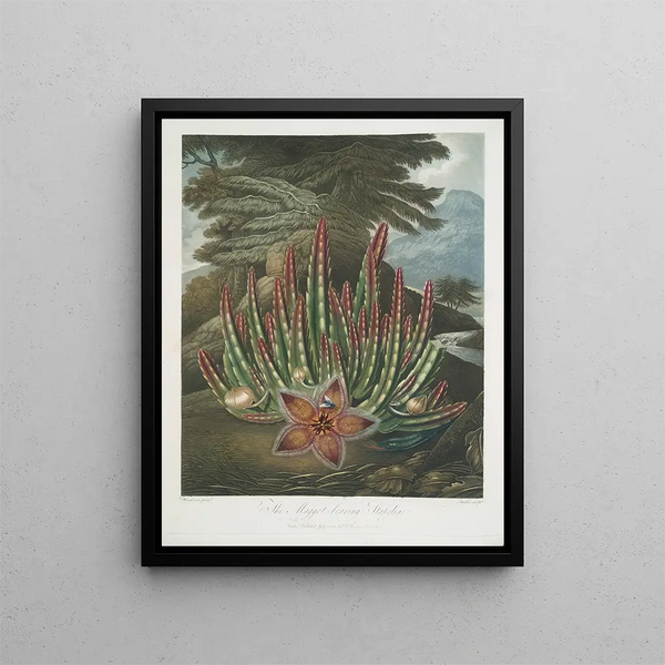 Robert John Thornton - The Maggot Bearing Stapelia.webp