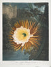 Le Cereus qui souffle la nuit - Robert John Thornton — weergave van het kunstwerk