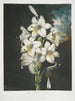Le Lys blanc aux feuilles panachées - Robert John Thornton — weergave van het kunstwerk