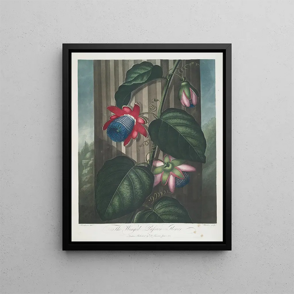 La Passiflore ailée - Robert John Thornton — ingelijst kunstwerk aan de muur