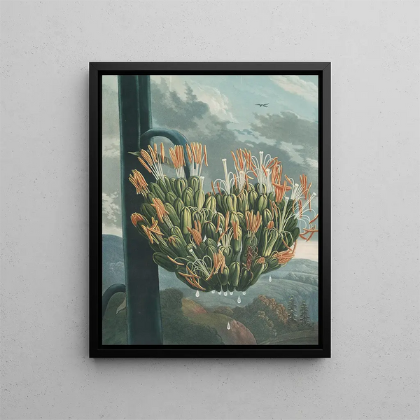 L'Aloë - Robert John Thornton — ingelijst kunstwerk aan de muur