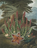 Le Stapelia porteur d'asticots - Robert John Thornton — weergave van het kunstwerk