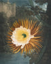 Le Cereus soufflant la nuit - Robert John Thornton — weergave van het kunstwerk
