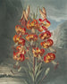 De prachtige lelie - Robert John Thornton — weergave van het kunstwerk