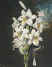 De witte lelie met gemengde bladeren - Robert John Thornton — weergave van het kunstwerk