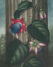 La Passiflore ailée - Robert John Thornton — weergave van het kunstwerk
