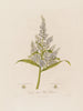 Veratrum album of Witte Helleborus - Robert John Thornton — weergave van het kunstwerk