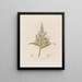 Veratrum album of Witte Helleborus - Robert John Thornton — ingelijst kunstwerk aan de muur