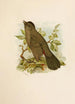 Le monde des oiseaux nord-américains pl05 - Robert Ridgway — weergave van het kunstwerk