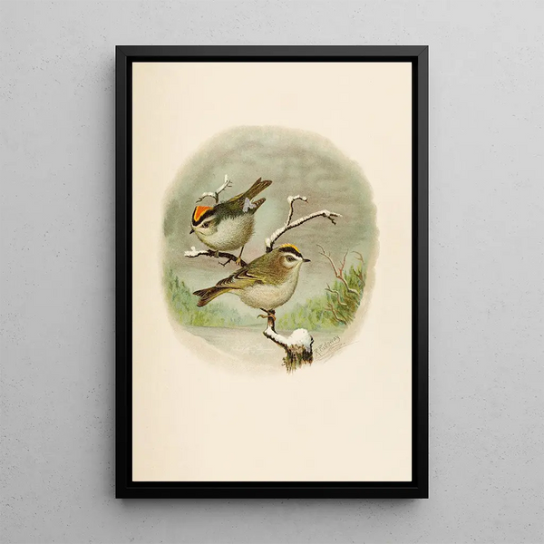 Robert Ridgway - Die Nordamerikanische Vogelwelt pl08.webp
