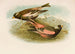 Le Monde des oiseaux nord-américains pl23 - Robert Ridgway — weergave van het kunstwerk