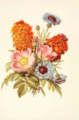 Robert Tyas - Blue Bottle Dog Rose Garden Anemone.webp