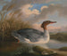 Een rode kopduiker - Robert Wilkinson Padley — weergave van het kunstwerk