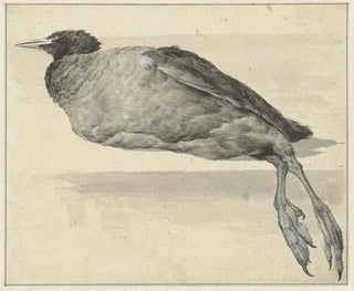 Dode foulque - Rochus van Veen — weergave van het kunstwerk