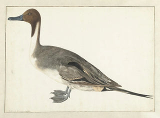 Rochus van Veen - Drake Pintail.webp