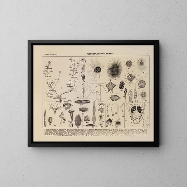 Atlas van de fauna van Brazilië Pl01 - Rodolpho von Ihering — ingelijst kunstwerk aan de muur