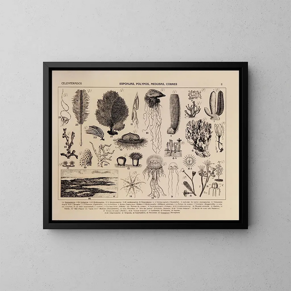 Atlas de la faune du Brésil Pl02 - Rodolpho von Ihering — ingelijst kunstwerk aan de muur