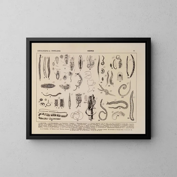 Atlas de de fauna van Brazilië Pl03 - Rodolpho von Ihering — ingelijst kunstwerk aan de muur